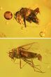 Detailed Fossil Fly (Diptera) & Oak Flower In Baltic Amber #50604-1